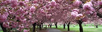 Japanese events venues location festivals 2024 Cherry Blossoms at Brooklyn Botanic Garden! When is the Bloom? Beautiful Cherry Blossom Video!