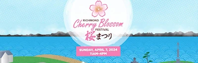 2024 Richmond Cherry Blossom Festival at Garry Point Park (255 Akebono Cherry Trees) [VIDEO]