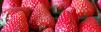 Japanese events festivals 2016 Tanaka Farms Strawberry Tours! (Guided Tour Around the Farm that takes Approximately 1 Hour on a Wagon)