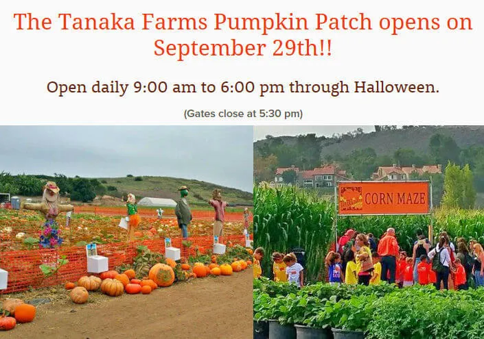2016 - Tanaka Farms Pumpkin Patch Opens on September 29th! (Wagon Rides, Corn Maze, Petting Zoo, Pumpkins..)