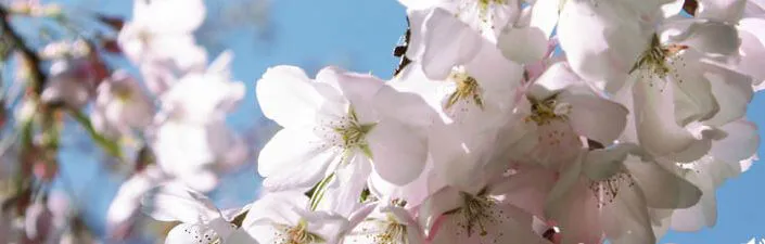 View Japanese Blossom Trees & Japanese Tea Garden - San Francisco (March & April)