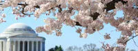 Japanese events festivals 2021 National Cherry Blossom Festival Event in Washington DC (March 20 - April 11, 2021)