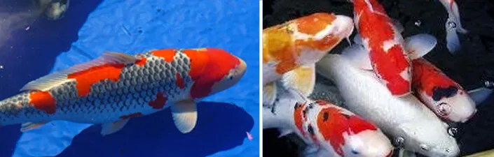 San Diego Koi Club - 27th Annual Koi Show 2014, Biggest West Coast KOI Show (2 Days)