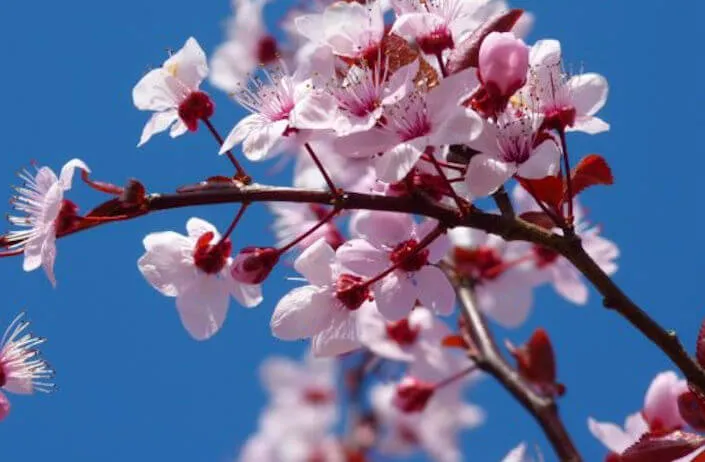2021 Annual Cherry Blossom Festival Event - South Coast Botanic Garden - Performances - Uke, Hula, Taiko | Japanese-City.com