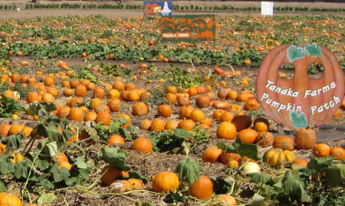 2014 Tanaka Farms You Pick Pumpkin Patch! (Pumpkin Patch provides an exciting environment for adults & children!)