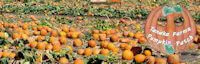 Japanese events festivals 2014 Tanaka Farms You Pick Pumpkin Patch! (Pumpkin Patch provides an exciting environment for adults & children!)