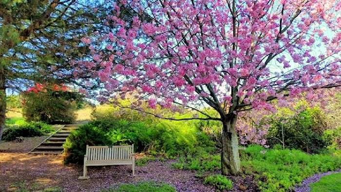 2022 Celebrate Annual Cherry Blossoms at South Coast Botanic Garden (March 1 through March 31)