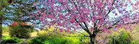 Japanese events festivals 2022 Celebrate Annual Cherry Blossoms at South Coast Botanic Garden (March 1 through March 31)