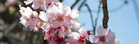 2024 - 24th Annual Cherry Blossom Festival Event Celebrate Spring - El Camino College [See Video]