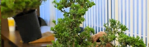 Japanese events festivals 2023 - 36th Annual Dai Ichi Bonsai Kai Bonsai Exhibit Event (Vendors, Demos, Drawings, Bonsai Plants..) Ken Nakaoka Memorial Community Center (2 Days)