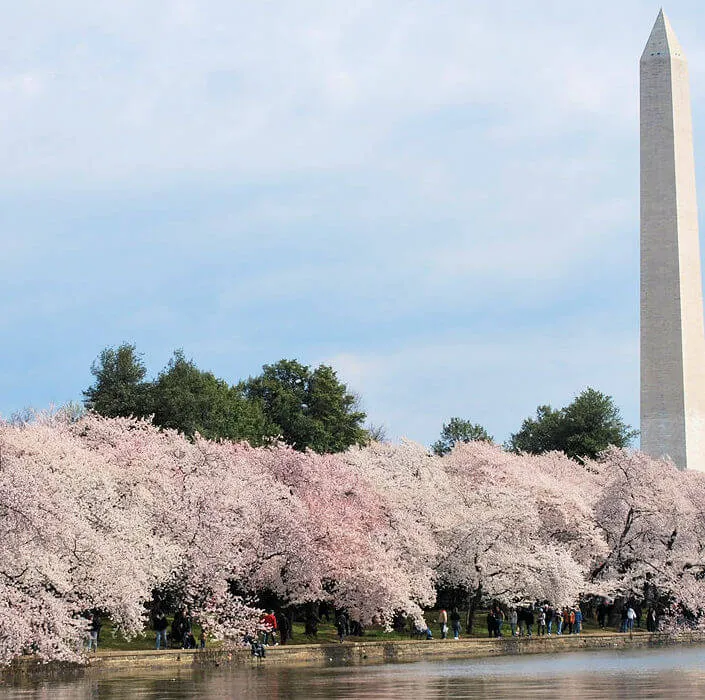 2016 - 104th Anniversary of National Cherry Blossom Festival: The Nations Greatest Springtime Celebration (Peak Bloom Dates: Mar 31 - Apr 3)