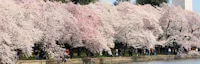 Japanese events festivals 2016 - 104th Anniversary of National Cherry Blossom Festival: The Nations Greatest Springtime Celebration (Peak Bloom Dates: Mar 31 - Apr 3)