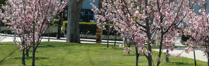 2014 - 3rd Annual Cherry Blossom Cultural Festival - Columbia Park, Torrance (Sunday)