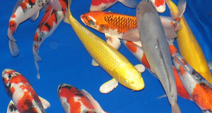 2014 KOI AUCTION - Friends of Koi and Koi Club San Diego