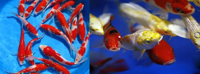 2015 Koi Auction (For Sale to Highest Bidders from 6 Inches to 3 Footers, Great Bargains)