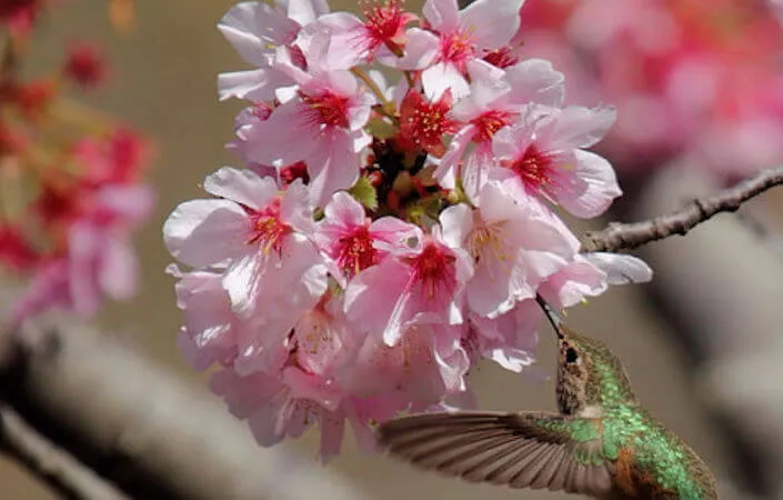 2016 Annual Family Picnic Day - Cherry Blossom Festival - South Coast Botanic Garden (2 Weekends) March 5th Actual Festival Day