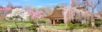 Japanese events venues location festivals 2016 Shofuso is Open for Cherry Blossom Season Mar 26th (Shofuso is Listed as the 3rd Best Japanese Garden in North America by Philadelphia Mag!)