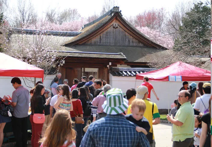 2023 Annual Subaru Cherry Blossom Festival Event of Greater Philadelphia (2 Days) Tea Ceremony, Workshops, Taiko, Performers, Beer Garden