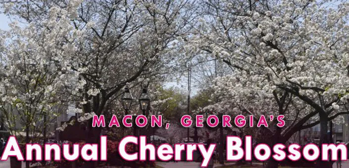 2014 International Annal Cherry Blossom Festival (Over 300,000 Yoshino Cherry Trees Bloom for 10 days)