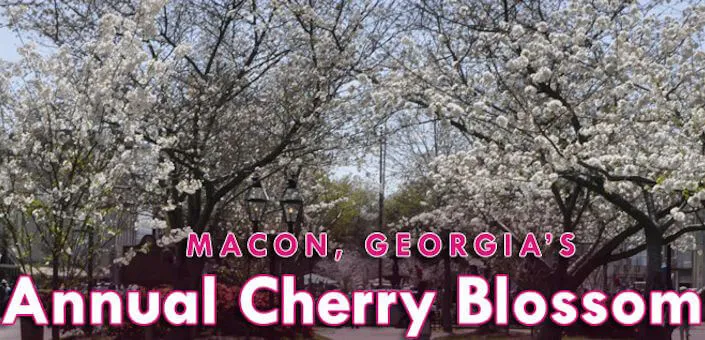 2014 International Annal Cherry Blossom Festival (Over 300,000 Yoshino Cherry Trees Bloom for 10 days) | Japanese-City.com
