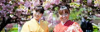 Japanese events venues location festivals 2018 - 18th Annual Cherry Blossom Festival Sakura Matsuriat - Stony Brook University (Sunday) Tea Ceremony, Cosplay & Cultural Performances..