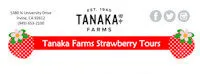 Japanese events festivals 2018 Strawberry Tours - Come Pick Sweet Juicy Strawberries - Starting Feb 3 & 4 - 2018