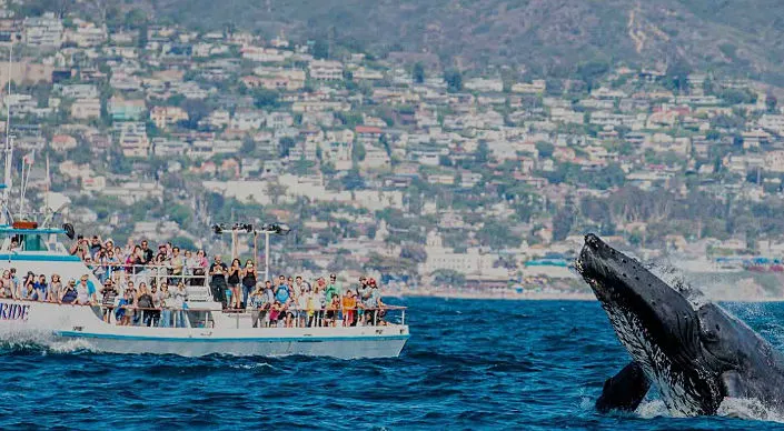 2019 Search for the Pacific Grey Whales - Their 12,000-mile Journey Along the North American Coast (Narration in English & Japanese) | Japanese-City.com