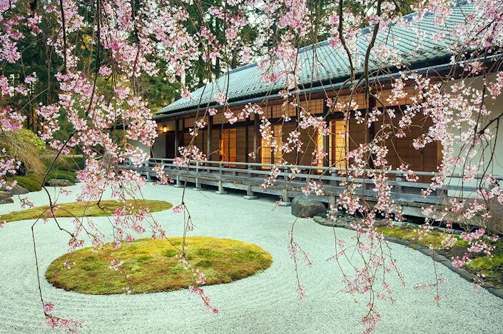 2024 Spring and Cherry Blossom Watch, Portland Japanese Garden (The Arrival of Spring is Often Heralded by the Awakening of Our Cherry Blossoms)