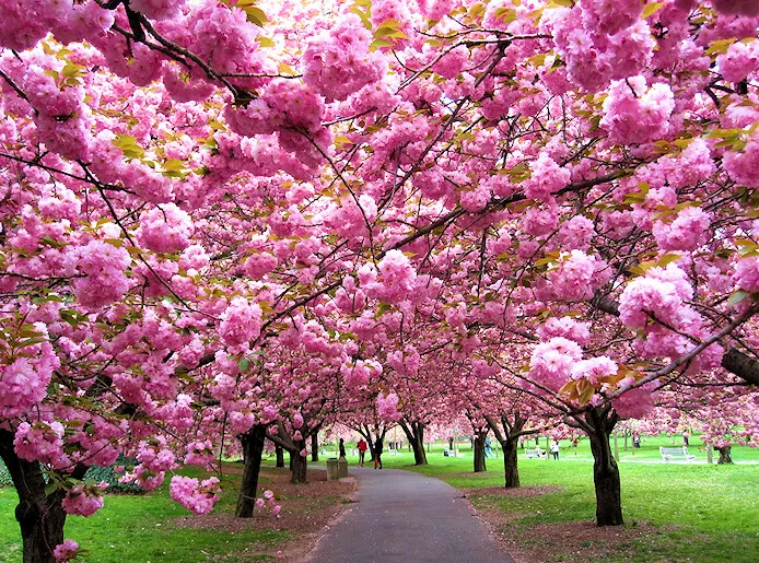 2024 Cherry Blossoms at Brooklyn Botanic Garden! When is the Bloom? Beautiful Cherry Blossom Video!