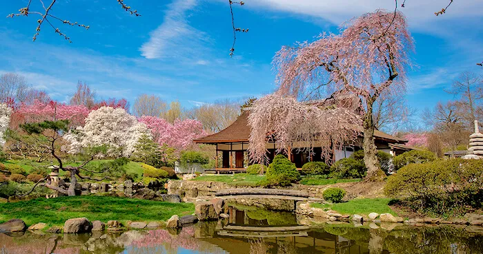 2021 Shofuso Cherry Blossom Viewing: Virtual Ohanami (Saturday April 10th) | Japanese-City.com