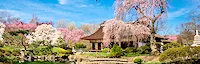 Japanese events venues location festivals 2021 Shofuso Cherry Blossom Viewing: Virtual Ohanami (Saturday April 10th)