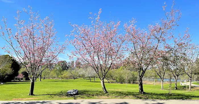 2021 Huntington Central Park (Huntington Beach) - Cherry Blossom Trees | Japanese-City.com