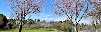 Japanese events venues location festivals 2021 Huntington Central Park (Huntington Beach) - Cherry Blossom Trees