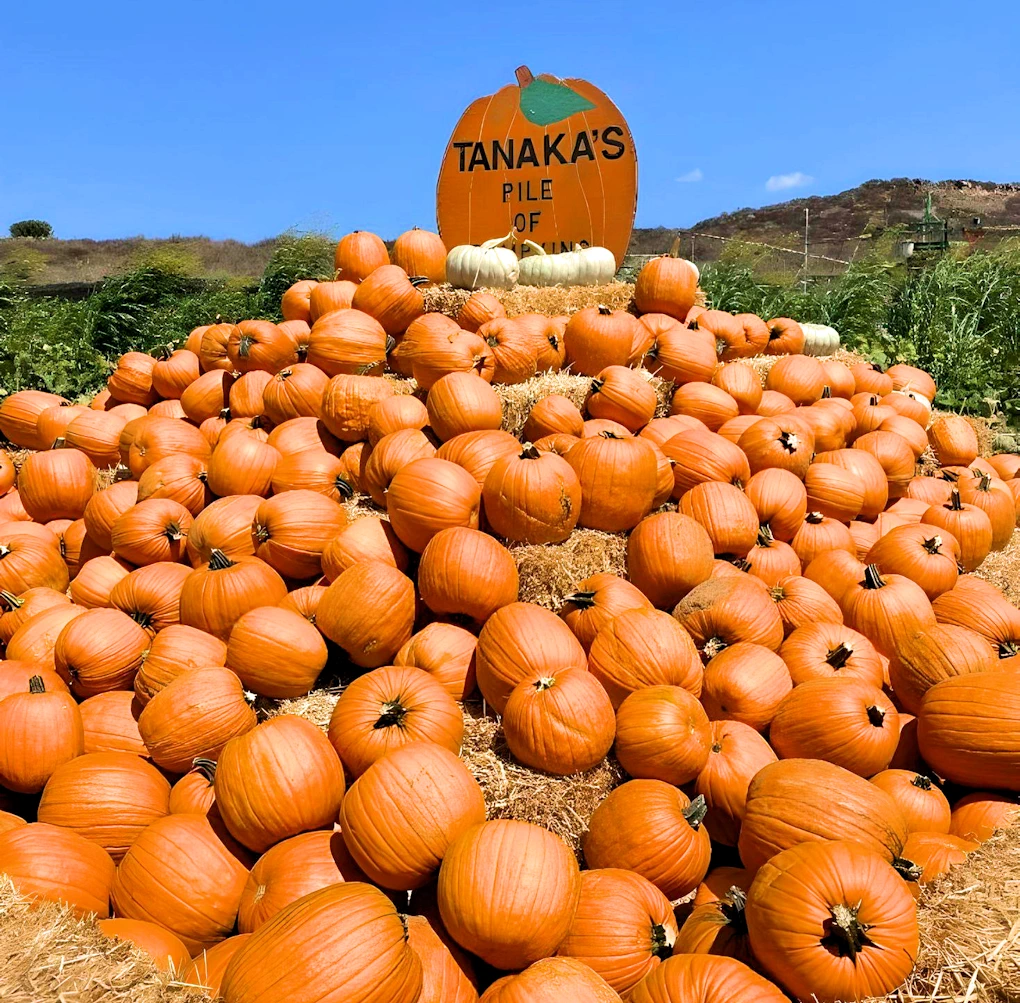 2023 - Tanaka Farms Pumpkin Patch Opens in September to October! (Wagon Rides, Pumpkin Patch..) #TanakaFarms (See Video)
