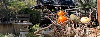 Japanese events venues location festivals 2023 Japanese Garden Ikebana Display Event - Descanso Gardens (October 7-8, 2023)