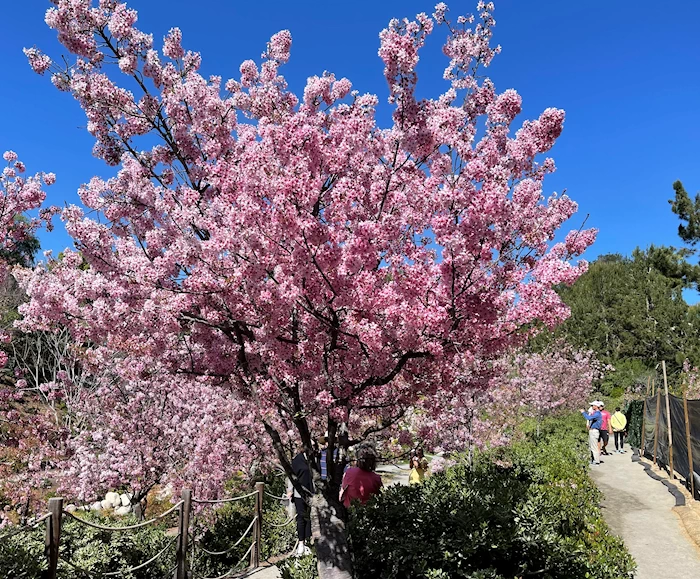 2022 Chery Blossom Trees are Blossom at Japanese Friendship Garden (As of March 18, 2022)