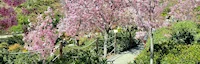 Japanese events venues location festivals 2022 Chery Blossom Trees are Blossom at Japanese Friendship Garden (As of March 18, 2022)