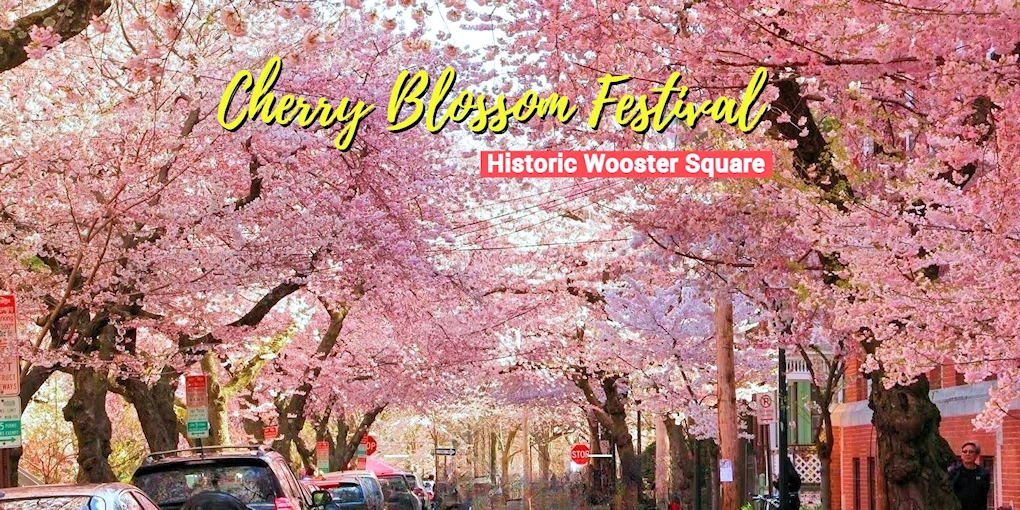 2024 - 51st Annual Celebrate the Cherry Blossoms (Live Concert & Food Trucks, 72 Yoshino Japanese Cherry Blossom Trees..) Historic Wooster Square 