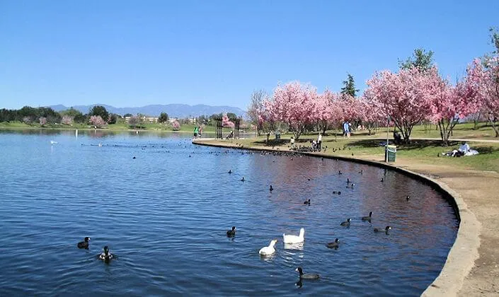2015 Annual Cherry Blossoms Watch - Lake Balboa Lake - Over 2,000 Cherry Blossom Trees [Video Attached]