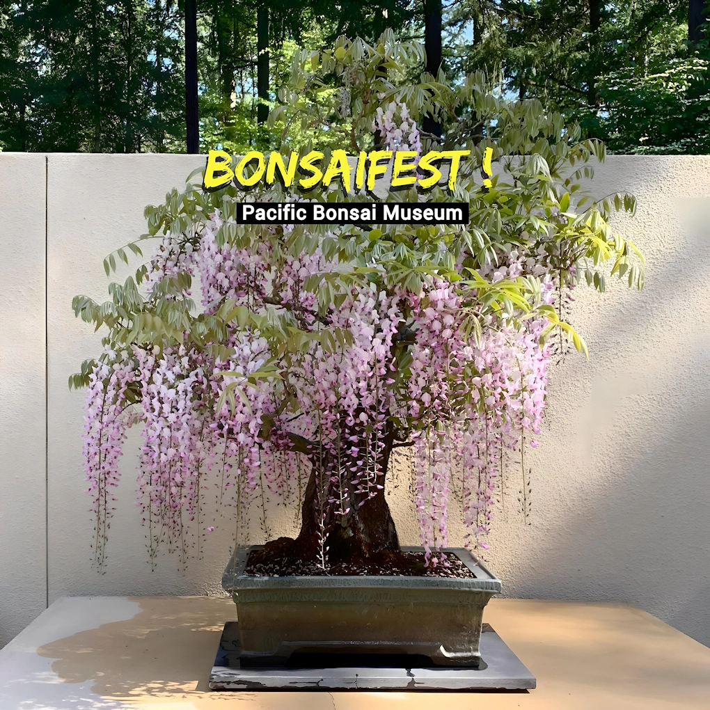 2024 - 5th Annual Bonsai Fest Event (Hundreds of Beautiful Bonsai in an Enchanting, Woodsy Setting) Food, Kid Stations, Shopping..