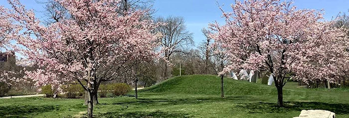 2023 Cherry Blossom Celebration (Hanami Sakura) at Jackson Park (Live Taiko)