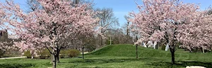 Japanese events venues location festivals 2023 Cherry Blossom Celebration (Hanami Sakura) at Jackson Park (Live Taiko)