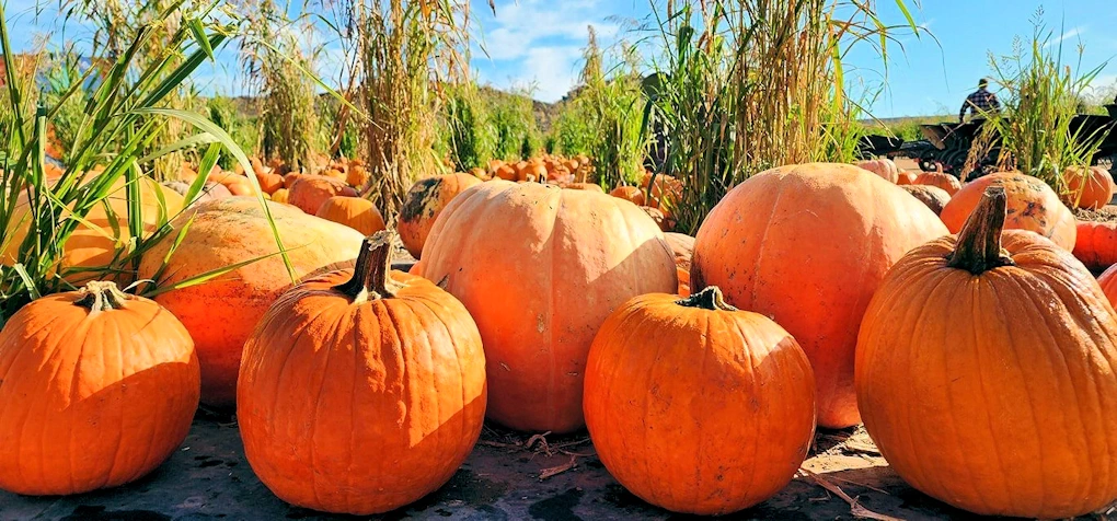 2023 - Tanaka Farms Pumpkin Patch Opens in September (Wagon Rides, Corn Maze, Arts & Crafts, Pumpkins..) Sep 16 - Oct 31, 2023