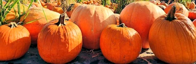 2023 - Tanaka Farms Pumpkin Patch Opens in September (Wagon Rides, Corn Maze, Arts & Crafts, Pumpkins..) Sep 16 - Oct 31, 2023