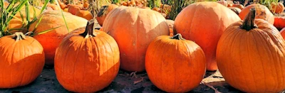 Japanese events venues location festivals 2023 - Tanaka Farms Pumpkin Patch Opens in September (Wagon Rides, Corn Maze, Arts & Crafts, Pumpkins..) Sep 16 - Oct 31, 2023