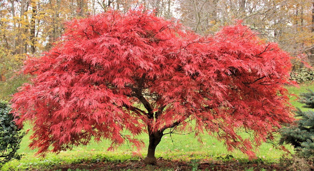 2023 Japanese Maple Event (Learn All About Japanese Maples) | Japanese-City.com