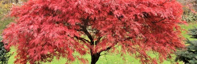 Japanese events venues location festivals 2023 Japanese Maple Event (Learn All About Japanese Maples)