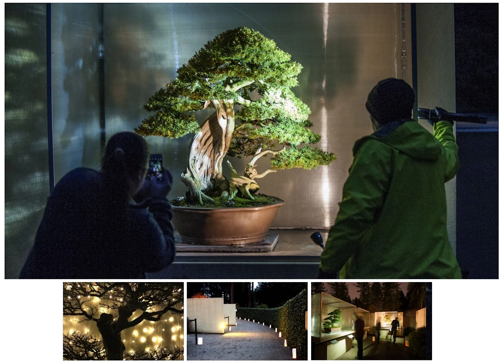 2023 Winter Bonsai Solstice (Evening Stroll, Beautiful Bonsai Twinkling in an Array of Lights, FREE Hot Chocolate, Listen to Holiday Favorites..) | Japanese-City.com
