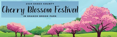 2024 Annual Essex County Cherry Blossom Festival in Branch Brook Park (5,300 Flowering Cherry Blossom Trees in 18 Varieties)