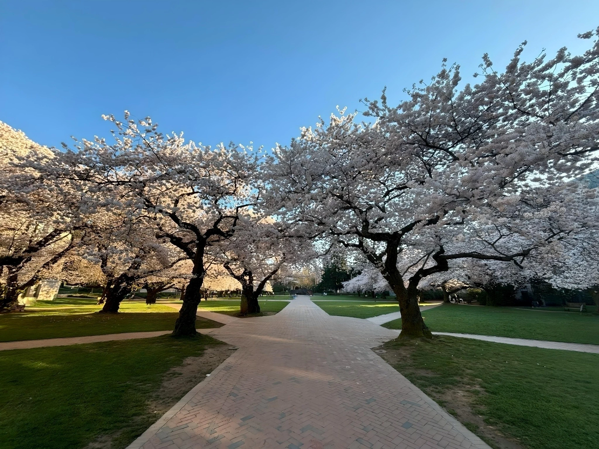 2024 Now! University Washington (UW) 100+ Year-Old Iconic Cherry Trees Are in Bloom - Plan Your Visit to Campus (See Live Camera)